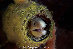 Moray eel hiding in a bottle.
Nikon D750, Nikkor 105mm, ... by Margriet Tilstra 